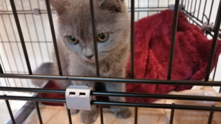 Thumbnail of post image 108